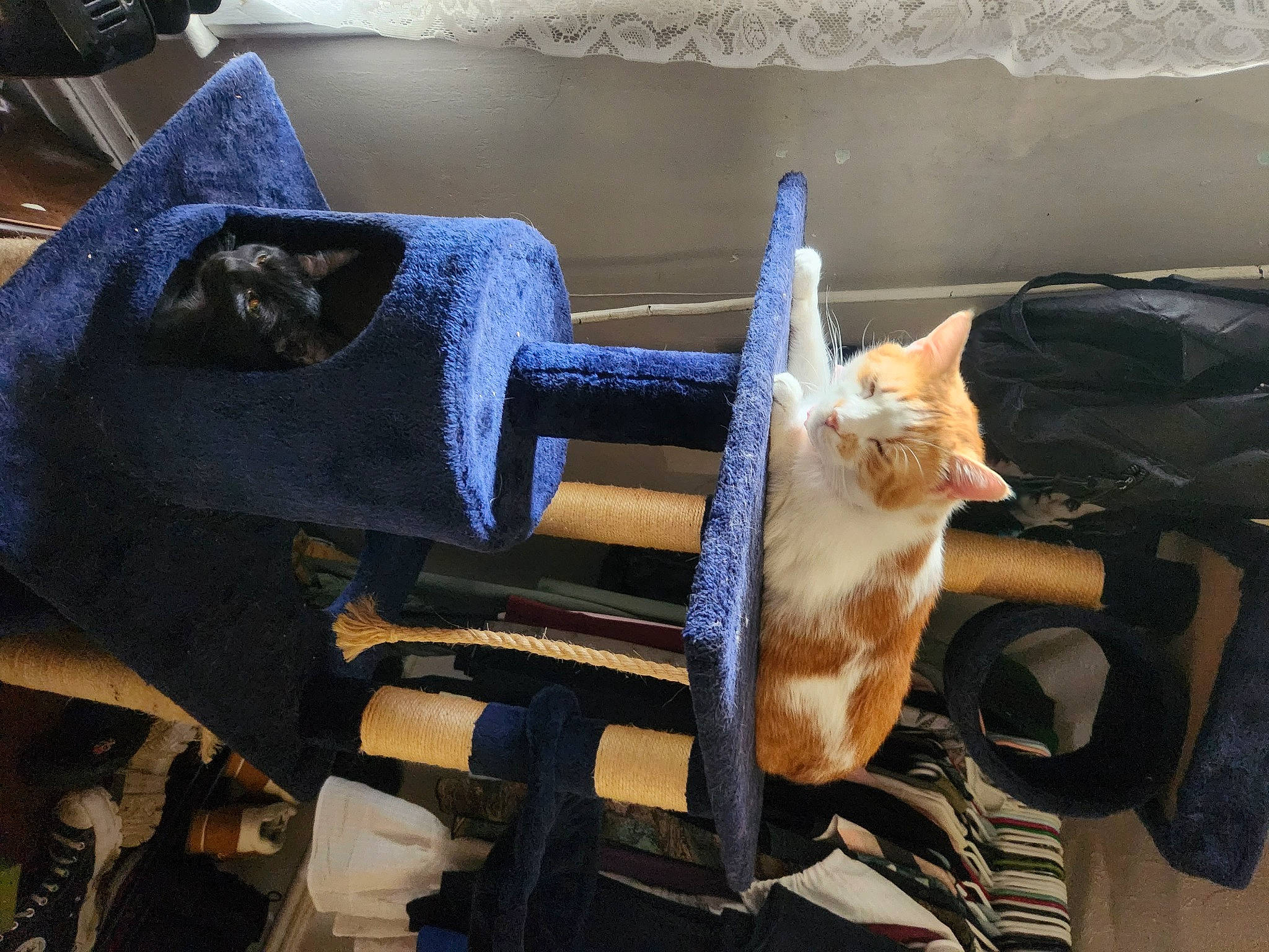 Cheddar joined the competition — help win amazing prizes! armrest, auto_part, automotive_exterior, bombay, carnivore, cat, chair, comfort, domestic_short_haired_cat, electric_blue, felidae, fur, machine, metal, motor_vehicle, room, small_to_medium_sized_cats, tail, whiskers, wood