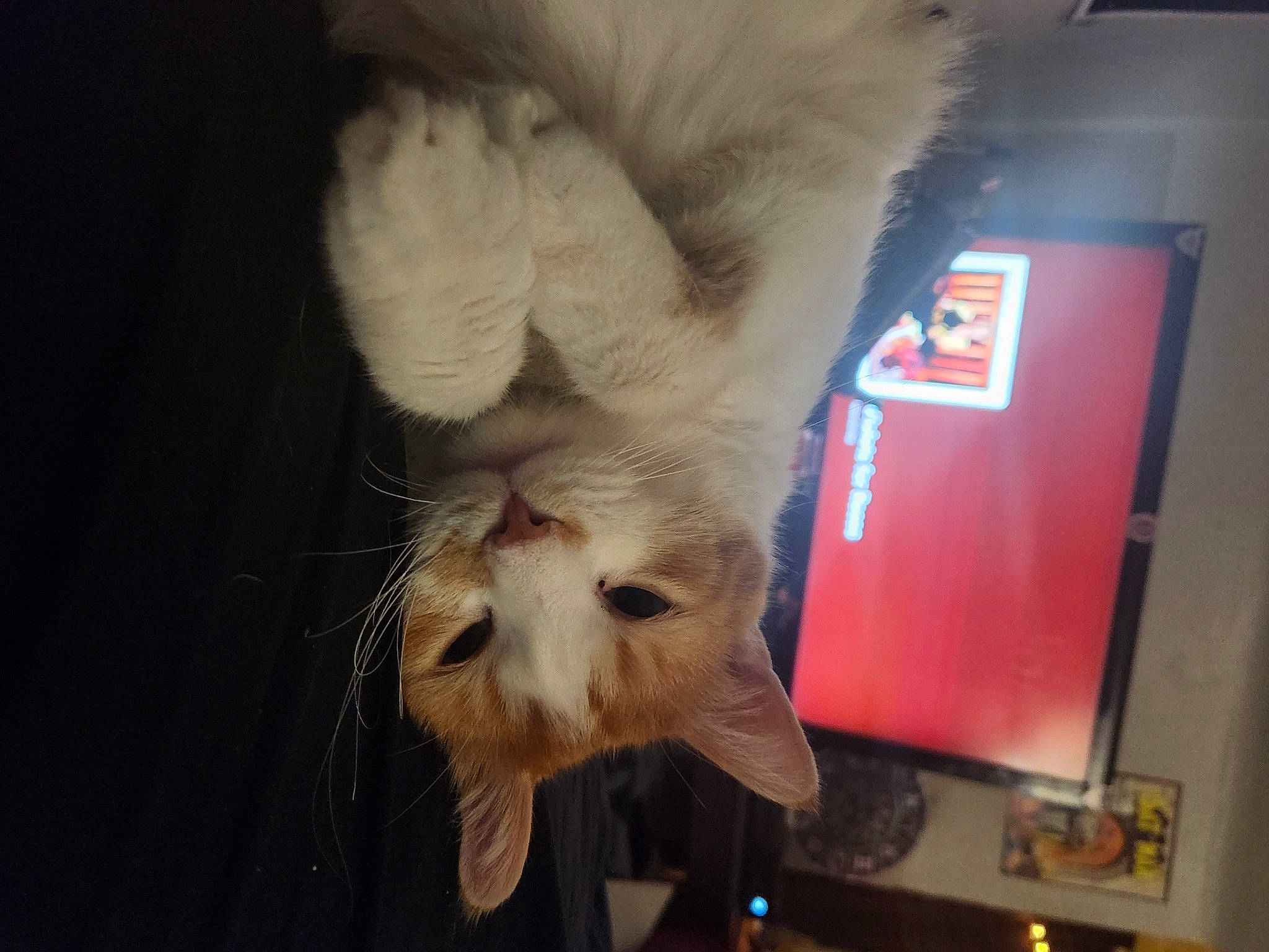 Cheddar joined the competition — help win amazing prizes! canidae, carnivore, cat, claw, companion_dog, display_device, dog_breed, domestic_short_haired_cat, fawn, felidae, foot, fur, mammal, paw, small_to_medium_sized_cats, snout, sporting_group, tail, vertebrate, whiskers