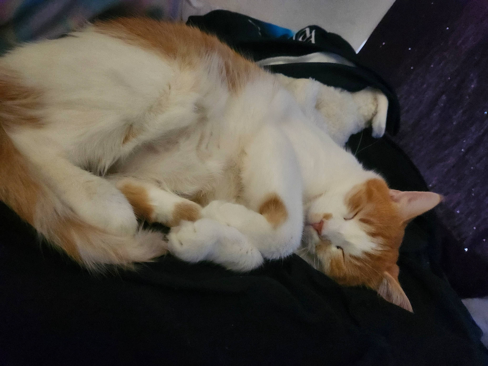 Cheddar is registered to the contest to win money with this photo: carnivore, cat, claw, comfort, companion_dog, domestic_short_haired_cat, fang, fawn, felidae, fur, linens, nap, paw, sleep, small_to_medium_sized_cats, snout, tail, whiskers