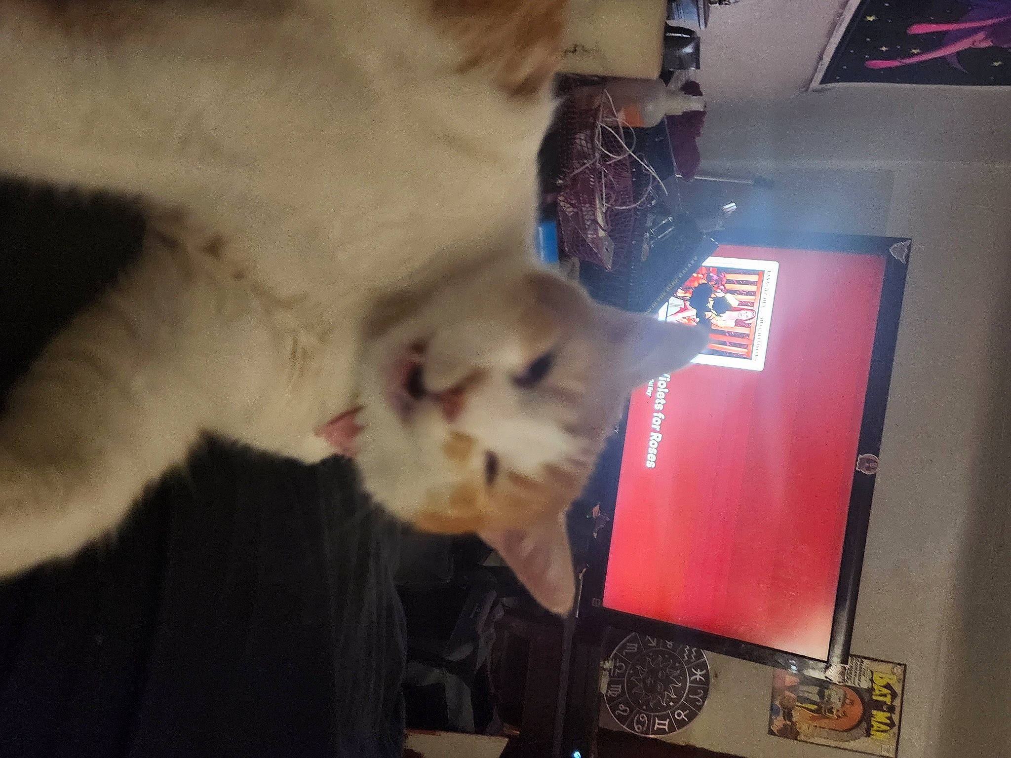 Cheddar is registered to the contest to win money with this photo: canidae, carnivore, cat, claw, companion_dog, display_device, dog_breed, domestic_short_haired_cat, fawn, felidae, flat_panel_display, fun, fur, gadget, lap, paw, small_to_medium_sized_cats, snout, tail, whiskers