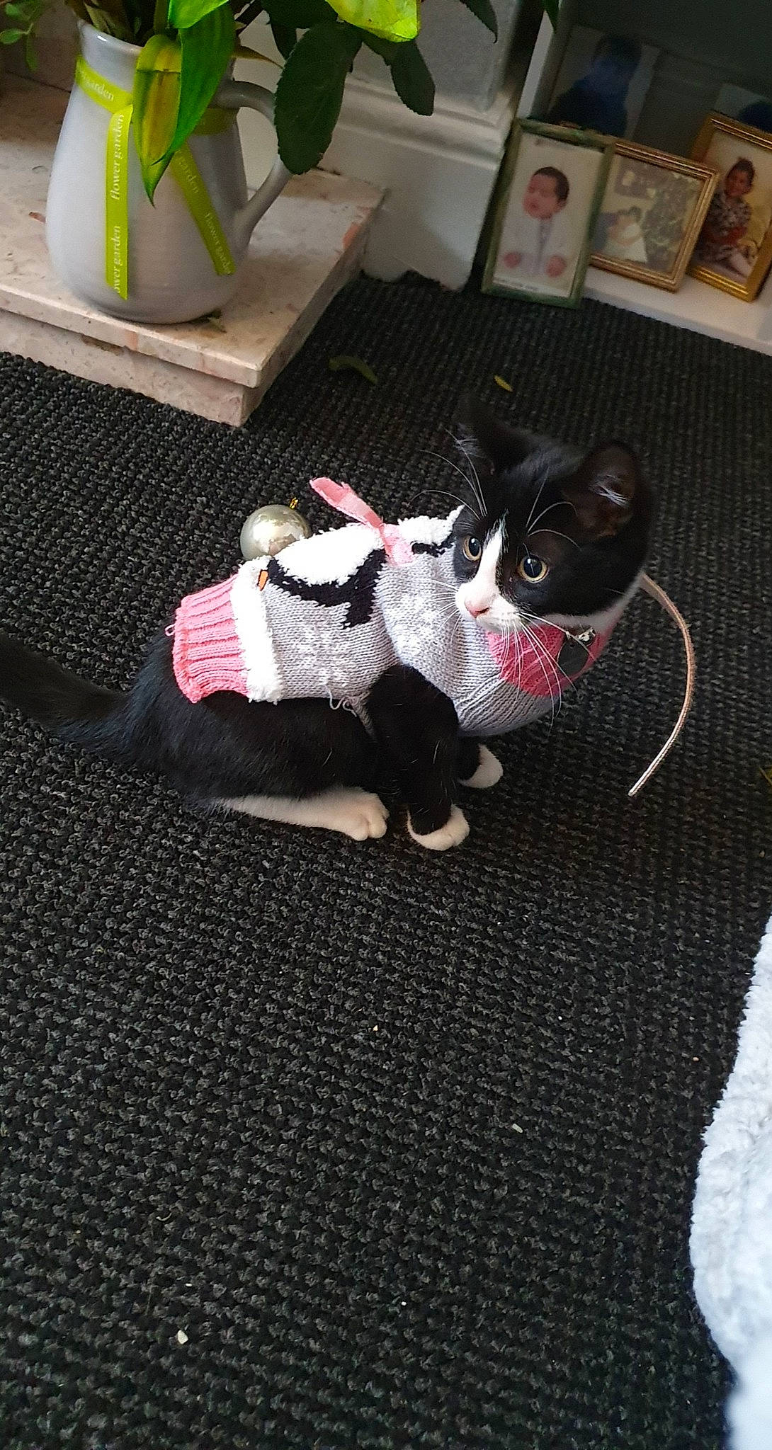 Ludo is registered to the contest to win money with this photo: boston_terrier, canidae, carnivore, carpet, cat, companion_dog, fawn, felidae, floor, flooring, french_bulldog, kitten, mat, non_sporting_group, small_to_medium_sized_cats, tail, whiskers