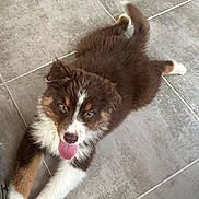 Aïko participe au concours pour gagner de l'argent avec cette photo : puppy, dog, brown, white, tongue, floor, tile, pet, cute, playful, fur, lying, animal, young, tail, indoor, looking, happy, ears, paw