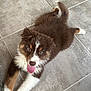 puppy, dog, brown, white, tongue, floor, tile, pet, cute, playful, fur, lying, animal, young, tail, indoor, looking, happy, ears, paw