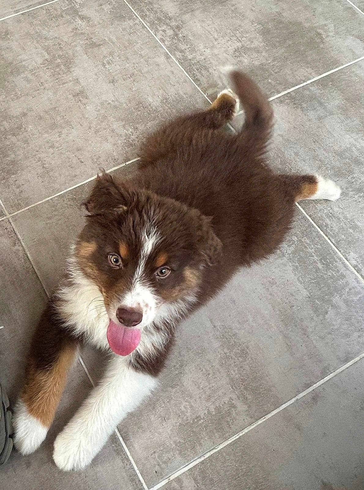 Aïko participe au concours pour gagner de l'argent avec cette photo : puppy, dog, brown, white, tongue, floor, tile, pet, cute, playful, fur, lying, animal, young, tail, indoor, looking, happy, ears, paw