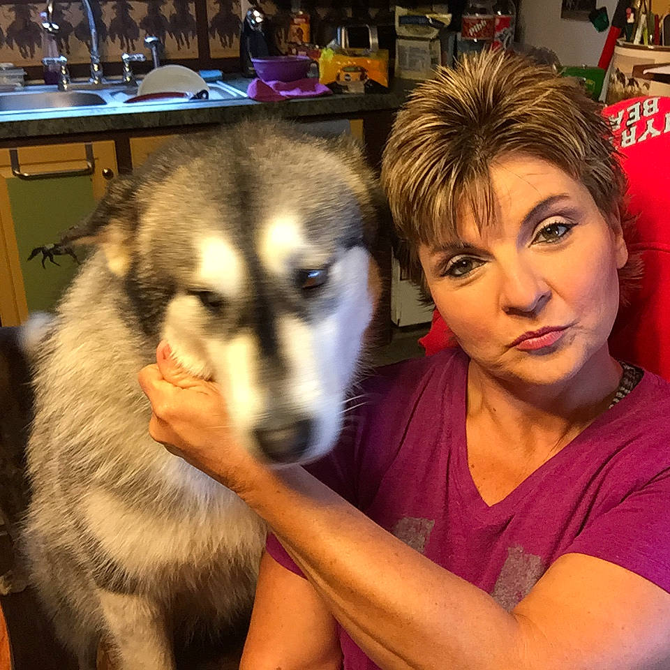 Queen Sheba is registered to the contest to win money with this photo: alaskan_klee_kai, alaskan_malamute, canadian_eskimo_dog, canidae, carnivore, czechoslovakian_wolfdog, dog, dog_breed, mammal, miniature_siberian_husky, native_american_indian_dog, northern_inuit_dog, rare_breed_dog, saarloos_wolfdog, seppala_siberian_sleddog, siberian_husky, sled_dog, tamaskan_dog, vertebrate, wolfdog