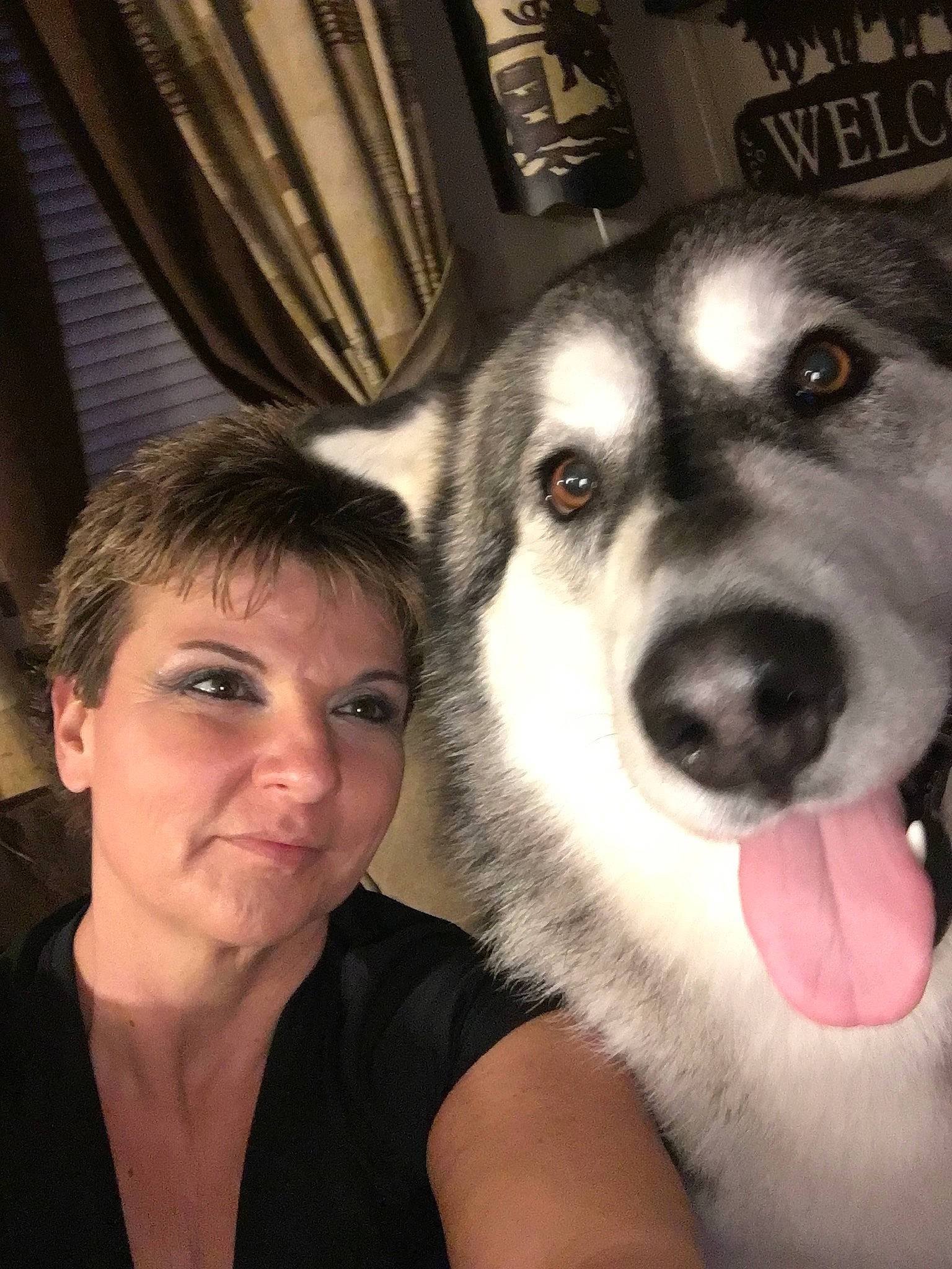 Queen Sheba joined the competition — help win amazing prizes! alaskan_klee_kai, alaskan_malamute, canidae, carnivore, dog, dog_breed, eye, iris, labrador_husky, mammal, miniature_siberian_husky, native_american_indian_dog, northern_inuit_dog, nose, rare_breed_dog, seppala_siberian_sleddog, siberian_husky, sled_dog, snout, wolfdog