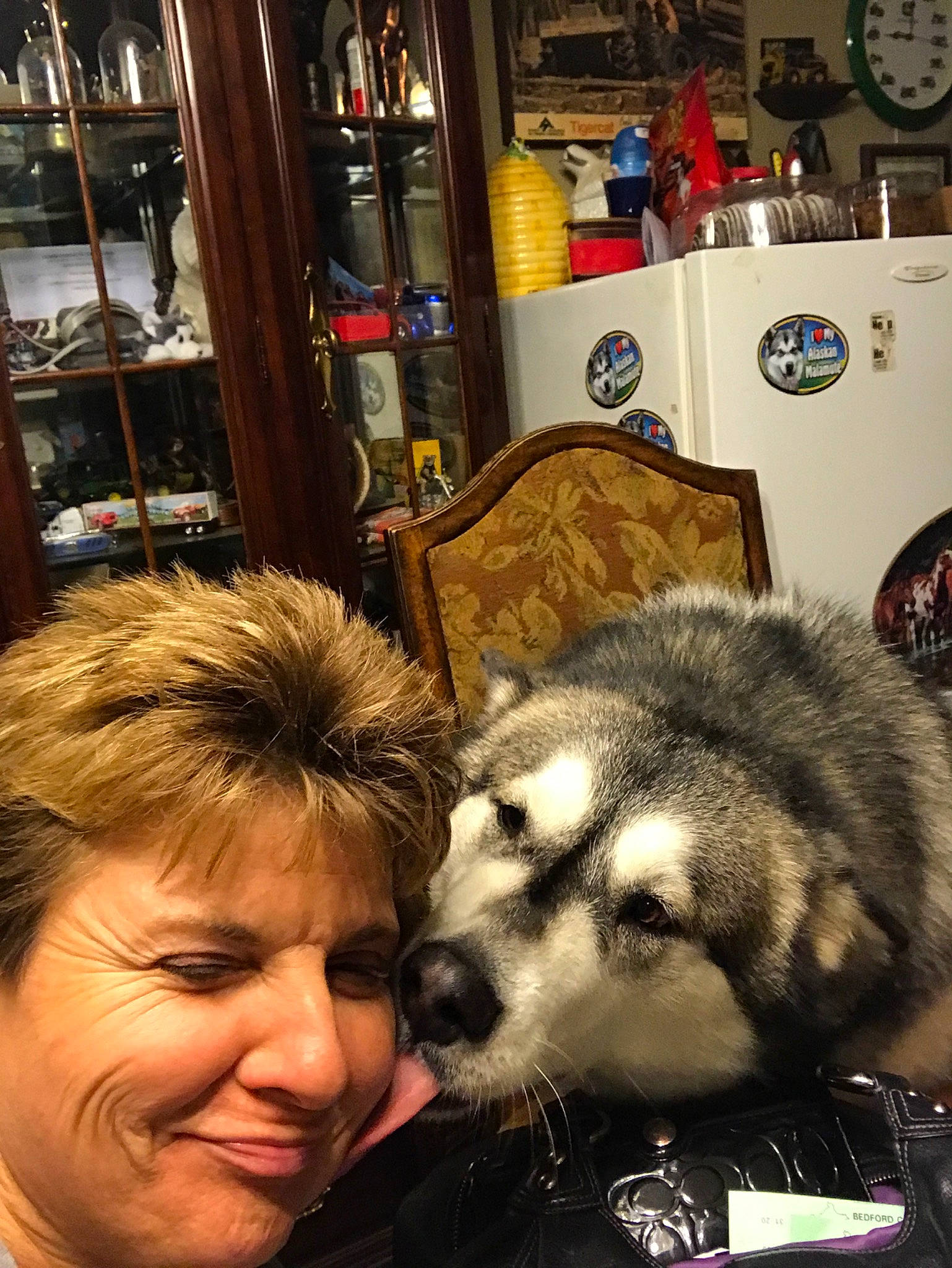 Queen Sheba is registered to the contest to win money with this photo: alaskan_malamute, canidae, carnivore, dog, dog_breed, fur, mammal, siberian_husky, snout, wolfdog
