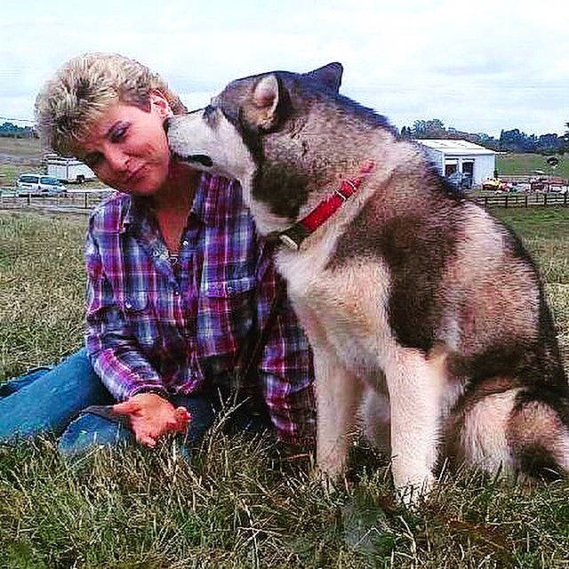 Queen Sheba joined the competition — help win amazing prizes! alaskan_malamute, canidae, carnivore, carpathian_shepherd_dog, czechoslovakian_wolfdog, dog, dog_breed, east_siberian_laika, grass, jamthund, mammal, native_american_indian_dog, northern_inuit_dog, norwegian_elkhound, saarloos_wolfdog, seppala_siberian_sleddog, siberian_husky, vertebrate, west_siberian_laika, wolfdog