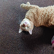 Howard joined the competition — help win amazing prizes! carpet, cat, cozy, curious, domestic_animal, feet, feline, green_eyes, indoor, lying_down, orange_tabby, pet, pink_socks, playful, relaxed, soft_lighting, sushi_pattern, texture, upside_down, whiskers