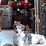 Siba participe au concours pour gagner de l'argent avec cette photo : bed, blanket, cabinet, christmas_tree, cozy, curtains, decorations, dog, festive, floor, holiday, indoor, living_room, ornaments, pet, relaxed, resting, tile_floor, window, wooden_furniture