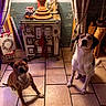 Siba a rejoint le concours — aidez-le/la à gagner de superbes lots ! animal, brown_dog, christmas, cozy, curtain, decor, dog, floor, floor_tile, furniture, holiday, house, indoor, lamp, looking_up, pet, stove, tile, white_dog, window