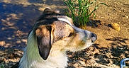 Siba a rejoint le concours — aidez-le/la à gagner de superbes lots ! animal, calm, collar, daytime, dog, grass, green, lake, nature, outdoor, peaceful, pet, pond, reflection, sand, shadow, sitting, sunlight, trees, water
