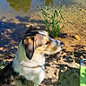 animal, calm, collar, daytime, dog, grass, green, lake, nature, outdoor, peaceful, pet, pond, reflection, sand, shadow, sitting, sunlight, trees, water