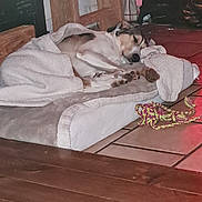 Siba a rejoint le concours — aidez-le/la à gagner de superbes lots ! animal, bed, blanket, cozy, cushion, dog, floor, furniture, home, indoor, pet, relaxed, resting, rope_toy, sleeping, tile_floor, toy, warm_lighting, wooden_floor, wooden_furniture