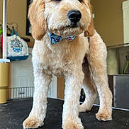 Max is registered to the contest to win money with this photo: dog, puppy, bow_tie, grooming_table, indoor, fluffy, light_brown, pet, cute, standing, animal, fur, collar, face, ears, black_nose, looking_away, floor, room, household