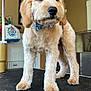 dog, puppy, bow_tie, grooming_table, indoor, fluffy, light_brown, pet, cute, standing, animal, fur, collar, face, ears, black_nose, looking_away, floor, room, household
