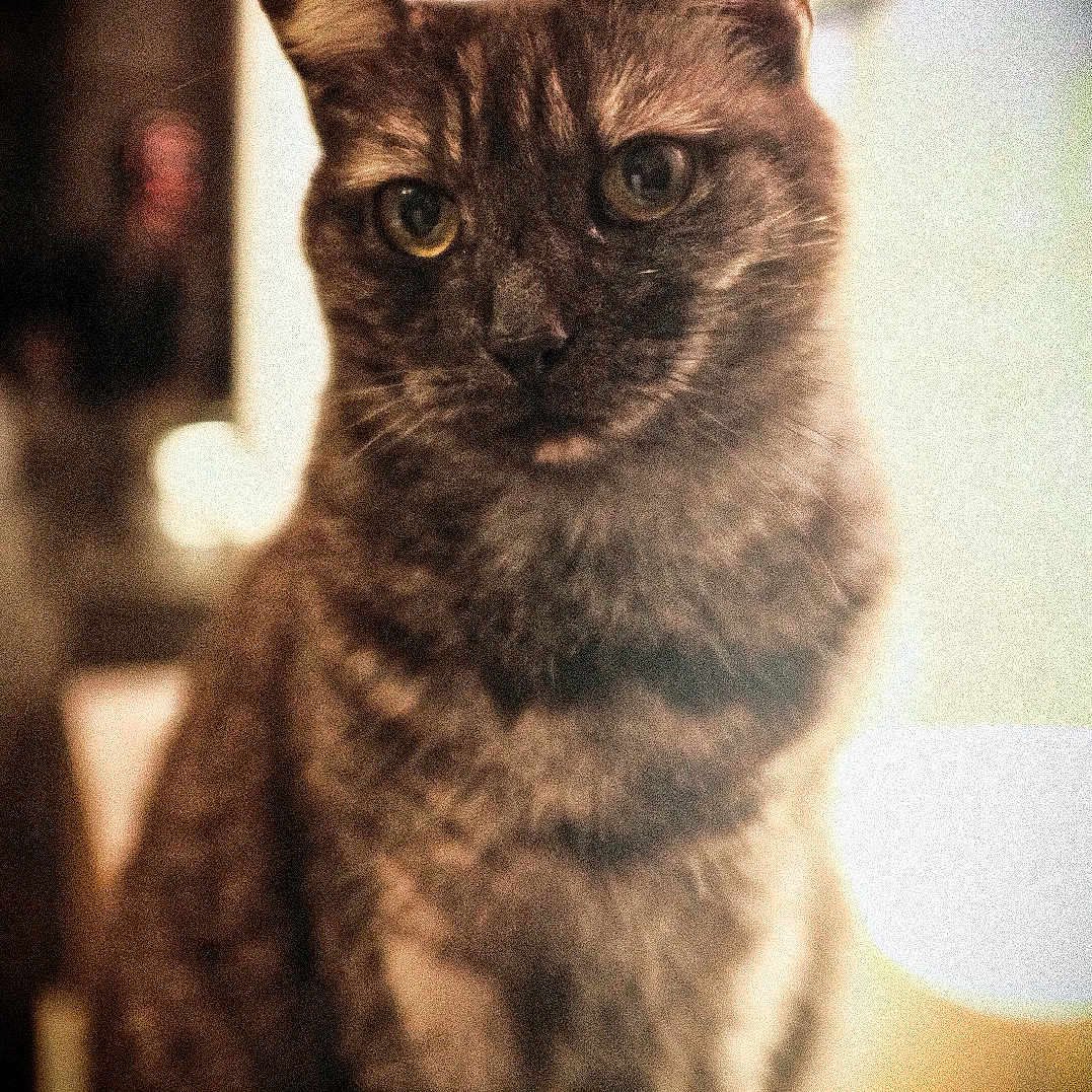 Yuna a rejoint le concours — aidez-le/la à gagner de superbes lots ! abyssinian, adult, angora, animal, brasssection, cat, egyptiancat, face, head, horn, kitten, male, man, manx, musicalinstrument, person, pet, siamese, snout