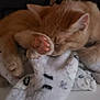 Gulliver joined the competition — help win amazing prizes! cat, kitten, sleeping, paw, orange_cat, fur, blanket, cozy, cute, pet, animal, indoor, resting, soft, feline, curled_up, whiskers, nap, domestic_cat, relaxation