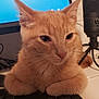 cat, ginger_cat, keyboard, computer, monitor, microphone, indoor, pet, feline, closeup, whiskers, ears, desk, technology, curious, orange_fur, office, electronics, animal, domestic_cat
