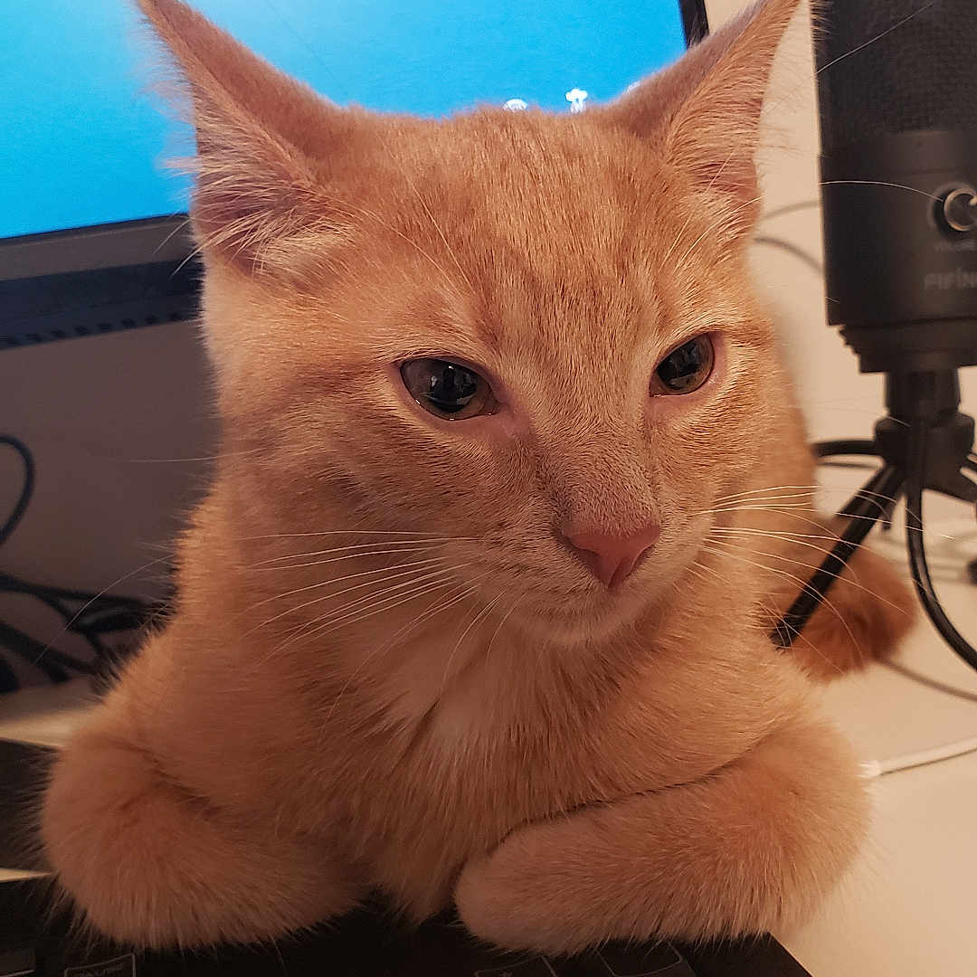 Gulliver joined the competition — help win amazing prizes! animal, cat, closeup, computer, curious, desk, domestic_cat, ears, electronics, feline, ginger_cat, indoor, keyboard, microphone, monitor, office, orange_fur, pet, technology, whiskers