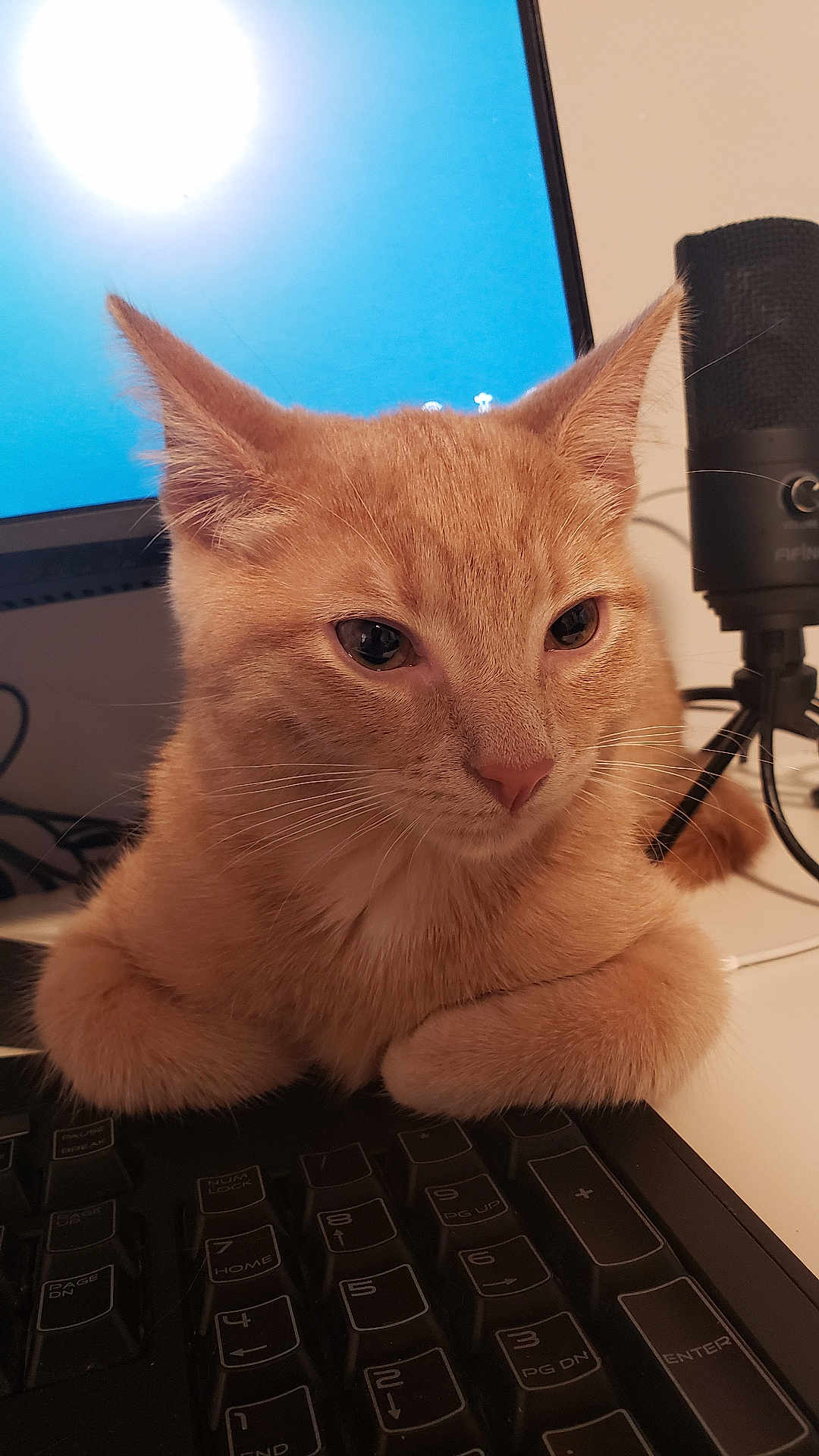 Gulliver joined the competition — help win amazing prizes! cat, ginger_cat, keyboard, computer, monitor, microphone, indoor, pet, feline, closeup, whiskers, ears, desk, technology, curious, orange_fur, office, electronics, animal, domestic_cat