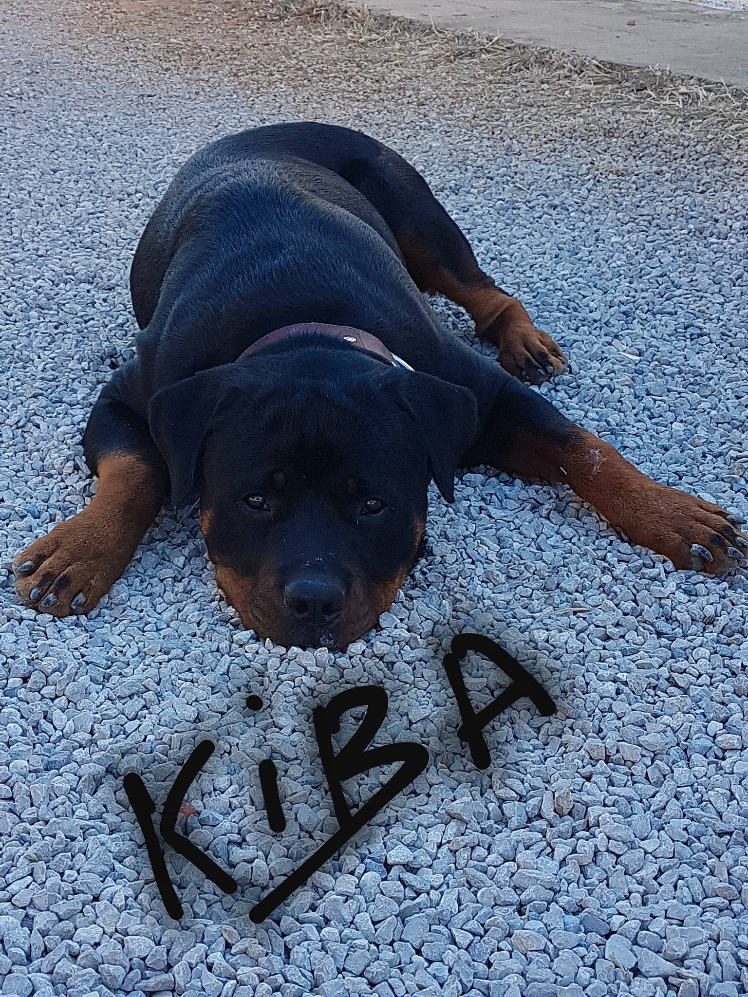 Kiba