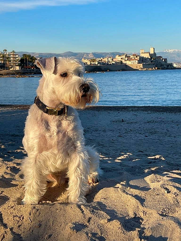 Popcorn participe au concours pour gagner de l'argent avec cette photo : beach, building, canidae, carnivore, cloud, collar, companion_dog, dog, dog_breed, dog_collar, lake, ocean, sky, small_terrier, sporting_group, standard_schnauzer, terrier, water, wind_wave, working_animal