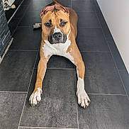 Urka a rejoint le concours — aidez-le/la à gagner de superbes lots ! animal, brown, calm, canine, close_up, companion, curious, dog, domestic, ears, floor, indoor, looking_at_camera, lying_down, paws, pet, portrait, resting, tile_floor, white