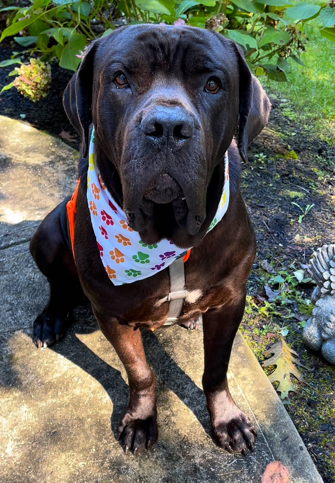Giovanni Cannoli is registered to the contest to win money with this photo: carnivore, collar, companion_dog, dog, dog_breed, dog_collar, dog_supply, electric_blue, grass, hunting_dog, liver, non_sporting_group, pet_supply, plant, working_animal, working_dog