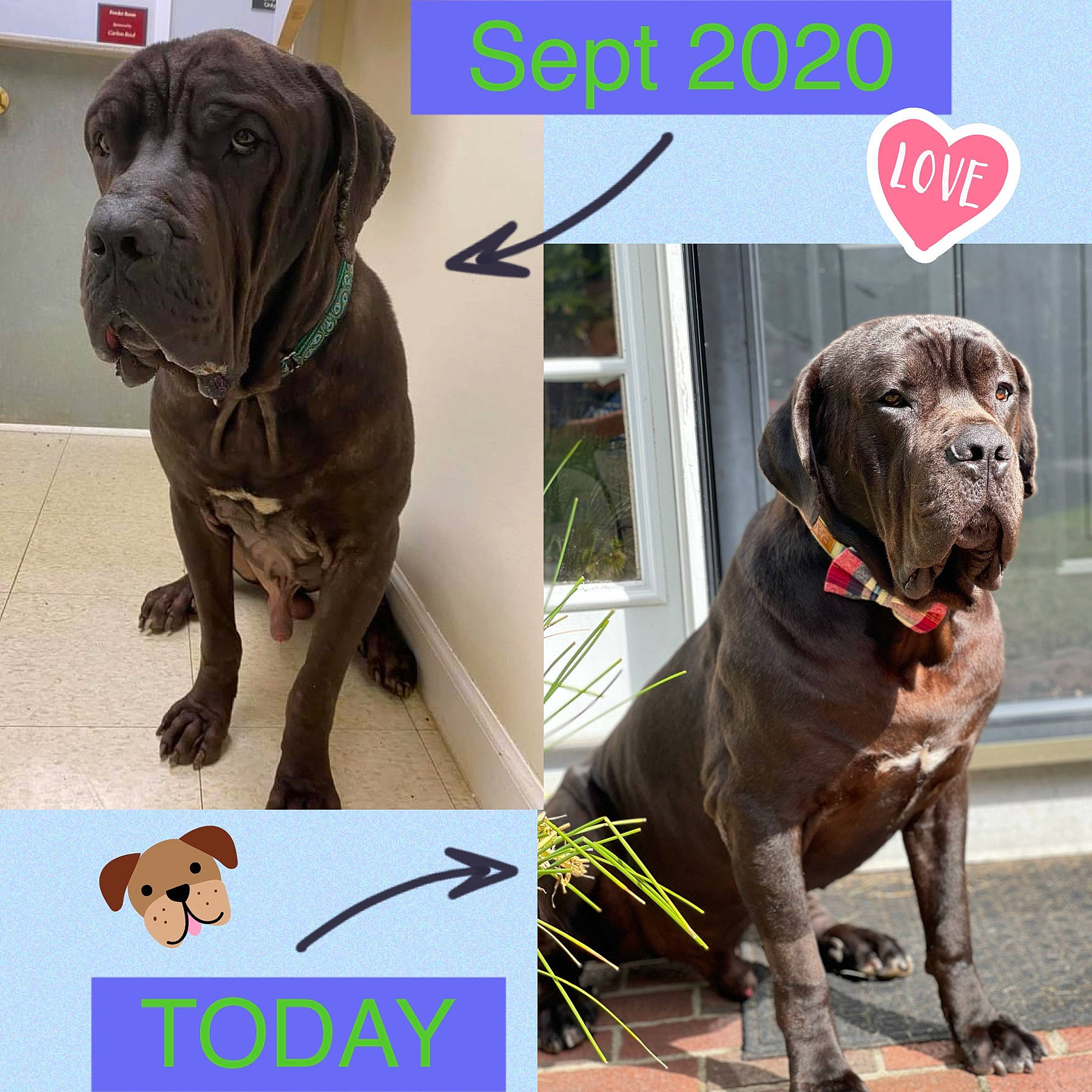 Giovanni Cannoli is registered to the contest to win money with this photo: canidae, carnivore, collar, companion_dog, dog, dog_breed, dog_collar, fawn, fur, gun_dog, liver, pet_supply, photo_caption, plant, snout, sporting_group, terrestrial_animal, working_animal, working_dog, wrinkle