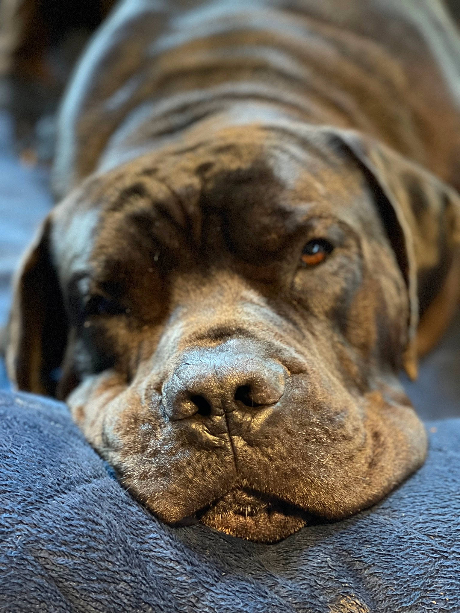 Giovanni Cannoli is registered to the contest to win money with this photo: biting, canidae, carnivore, close_up, companion_dog, dog, dog_breed, fawn, fur, giant_dog_breed, hunting_dog, liver, non_sporting_group, snout, sporting_group, terrestrial_animal, whiskers, working_animal, working_dog, wrinkle