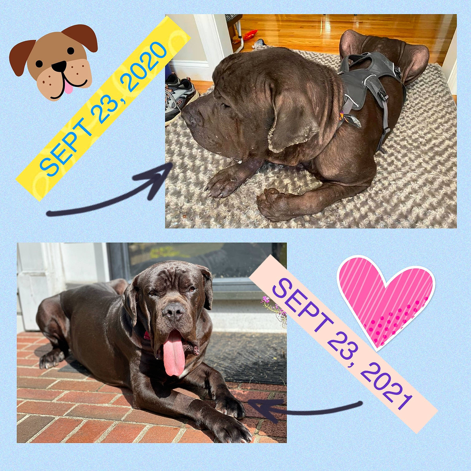 Giovanni Cannoli joined the competition — help win amazing prizes! canidae, carnivore, collar, companion_dog, dog, dog_breed, dog_collar, dog_supply, fashion_accessory, fawn, font, liver, mammal, pet_supply, photo_caption, product, snout, sunglasses, vertebrate, working_animal