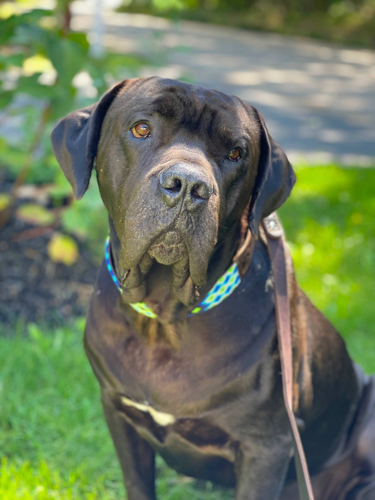 Giovanni Cannoli is registered to the contest to win money with this photo: carnivore, collar, companion_dog, dog, dog_breed, dog_collar, electric_blue, fawn, grass, gun_dog, hunting_dog, liver, plant, snout, sporting_group, terrestrial_animal, working_animal, working_dog