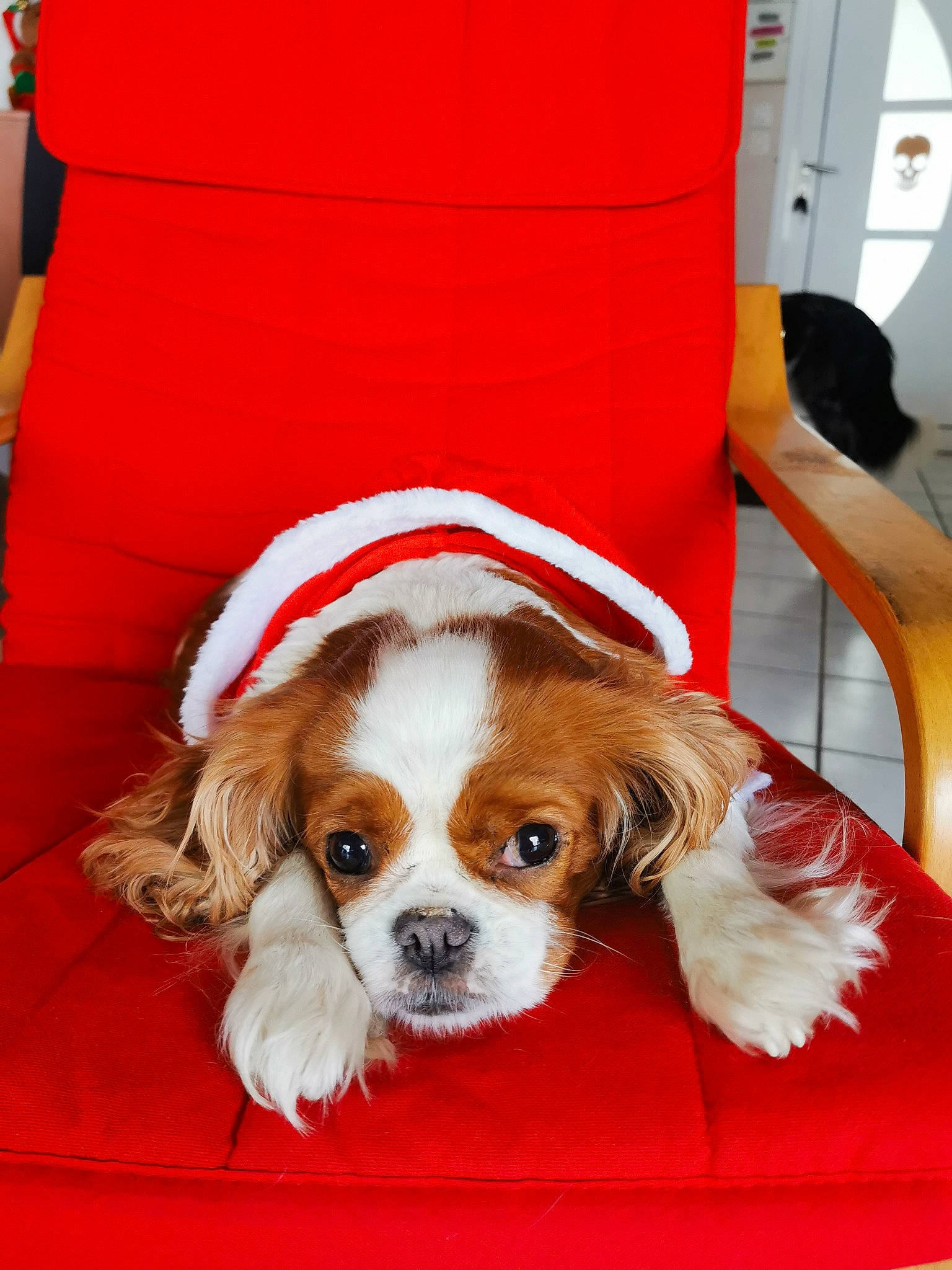 Irma participe au concours pour gagner de l'argent avec cette photo : canidae, carnivore, cavalier_king_charles_spaniel, companion_dog, dog, dog_breed, king_charles_spaniel, kooikerhondje, mammal, phalene, puppy, snout, spaniel, sporting_group, toy_dog