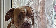 Kiwi participe au concours pour gagner de l'argent avec cette photo : dog, pet, indoor, window, curtain, brown_and_white, sitting, serious, canine, animal, leaf_pattern, fabric, portrait, domestic, companion, quiet, still_life, home, natural_light, looking_away