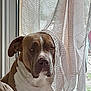 dog, pet, indoor, window, curtain, brown_and_white, sitting, serious, canine, animal, leaf_pattern, fabric, portrait, domestic, companion, quiet, still_life, home, natural_light, looking_away