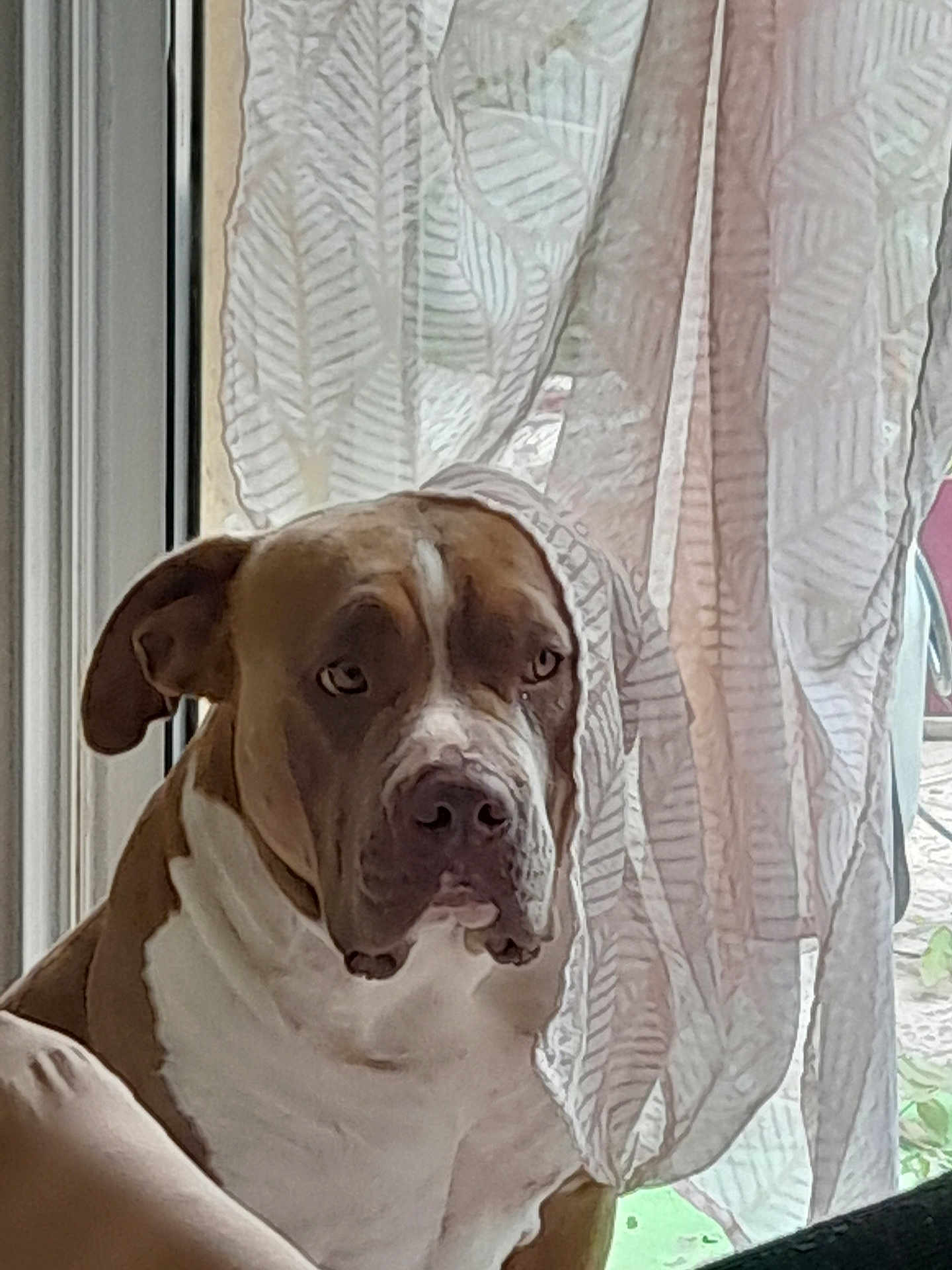 Kiwi participe au concours pour gagner de l'argent avec cette photo : dog, pet, indoor, window, curtain, brown_and_white, sitting, serious, canine, animal, leaf_pattern, fabric, portrait, domestic, companion, quiet, still_life, home, natural_light, looking_away