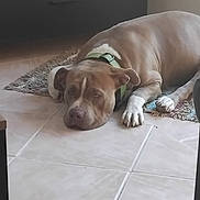 Kiwi a rejoint le concours — aidez-le/la à gagner de superbes lots ! dog, brown_dog, green_collar, lying_down, resting, floor, tile_floor, rug, indoor, furniture, books, papers, relaxed, pet, animal, canine, ears, paws, snout, domestic