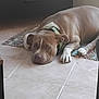 dog, brown_dog, green_collar, lying_down, resting, floor, tile_floor, rug, indoor, furniture, books, papers, relaxed, pet, animal, canine, ears, paws, snout, domestic