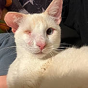 Vinnie joined the competition — help win amazing prizes! cat, one-eyed, white_cat, pet, animal, close-up, indoor, person, human, face, fur, whiskers, cute, companion, resting, cozy, soft, domestic, portrait, laying_down