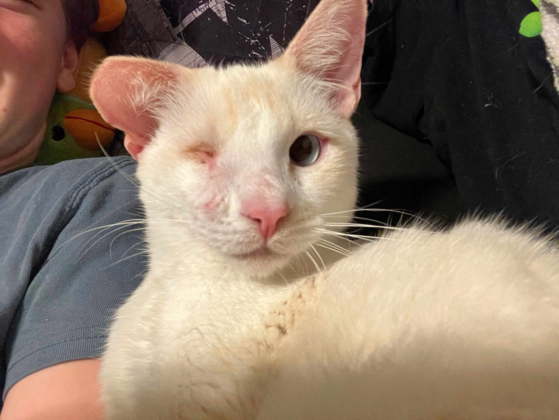 Vinnie joined the competition — help win amazing prizes! cat, one-eyed, white_cat, pet, animal, close-up, indoor, person, human, face, fur, whiskers, cute, companion, resting, cozy, soft, domestic, portrait, laying_down