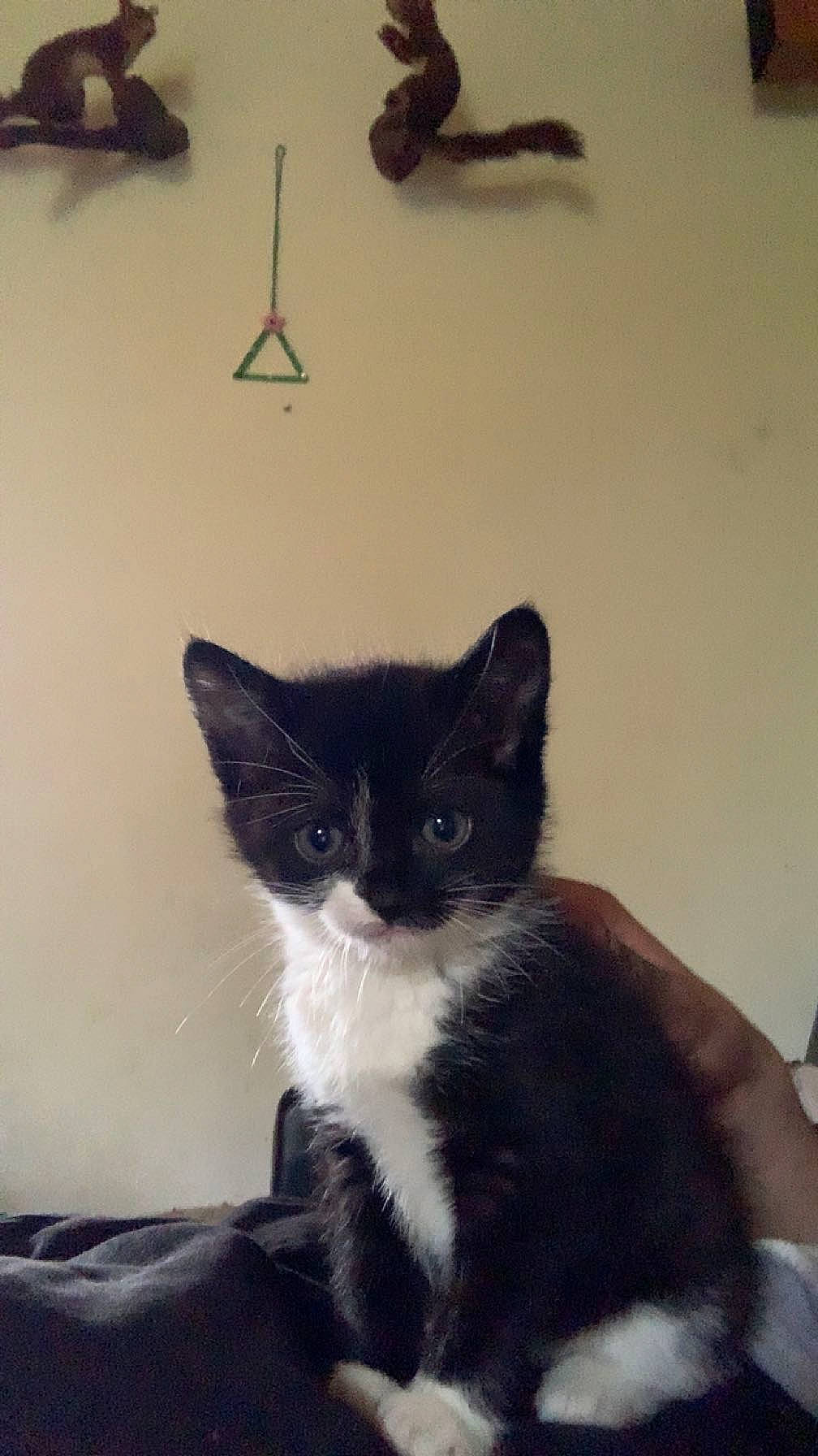 Milka a rejoint le concours — aidez-le/la à gagner de superbes lots ! black_cat, carnivore, cat, cat_supply, domestic_short_haired_cat, felidae, fur, monochrome_photography, paw, room, small_to_medium_sized_cats, snout, tail, tints_and_shades, whiskers, window