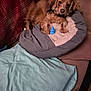dog, pet_bed, blue_toy, blanket, cushion, indoor, cozy, small_dog, fur, brown_dog, relaxed, looking_at_camera, furniture, home, soft_texture, curious, companion, animal, resting, domestic