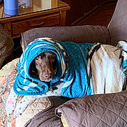 Molly is registered to the contest to win money with this photo: bedding, blue, carnivore, comfort, companion_dog, couch, dog, dog_breed, dog_supply, electric_blue, fawn, felidae, flooring, fur, hardwood, linens, living_room, room, wood, working_animal