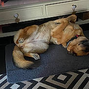 Jena a rejoint le concours — aidez-le/la à gagner de superbes lots ! dog, lying_down, mat, indoor, furniture, television, collar, relaxed, brown_fur, black_fur, carpet, wooden_furniture, heart_shaped_knobs, pet, home, living_room, cute, resting, cozy, floor