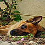 dog, german_shepherd, lying_down, outdoor, plants, leaves, flower_petals, brown_fur, black_muzzle, ear, ground, nature, resting, calm, animal, pet, closeup, wall, garden, relaxed