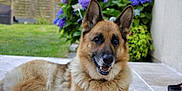 Jena participe au concours pour gagner de l'argent avec cette photo : dog, german_shepherd, pet, canine, animal, outdoor, flower, purple_flower, greenery, garden, patio, fur, ears, snout, smile, relaxed, nature, leaf, plant, daylight