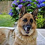 dog, german_shepherd, pet, canine, animal, outdoor, flower, purple_flower, greenery, garden, patio, fur, ears, snout, smile, relaxed, nature, leaf, plant, daylight