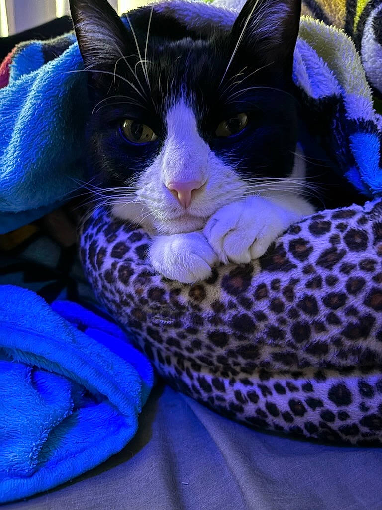 Thomas joined the competition — help win amazing prizes! basket, blue, carnivore, cat, comfort, domestic_short_haired_cat, electric_blue, felidae, fur, grass, magenta, pattern, purple, small_to_medium_sized_cats, tail, terrestrial_animal, thread, violet, whiskers, woolen