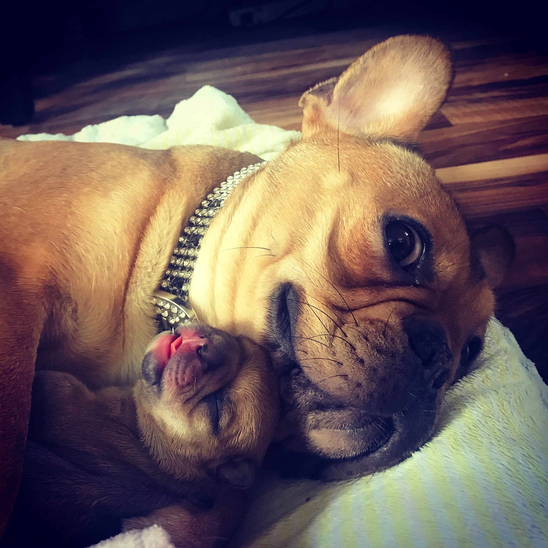 Opal joined the competition — help win amazing prizes! bulldog, canidae, carnivore, companion_dog, dog, dog_breed, ear, eye, fawn, french_bulldog, nap, non_sporting_group, nose, pug, puggle, puppy_love, skin, sky, snout, whiskers